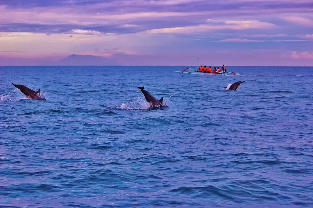 Wild dolphins at sunrise — Dauphins de Lovina (départ plage), While you're in Anturan Lovina