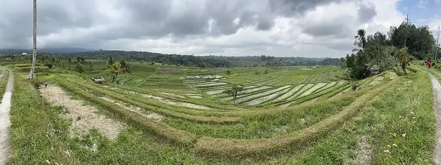 UNESCO-listed Jatiluwih rice terraces, 5 minutes from the village by scooter