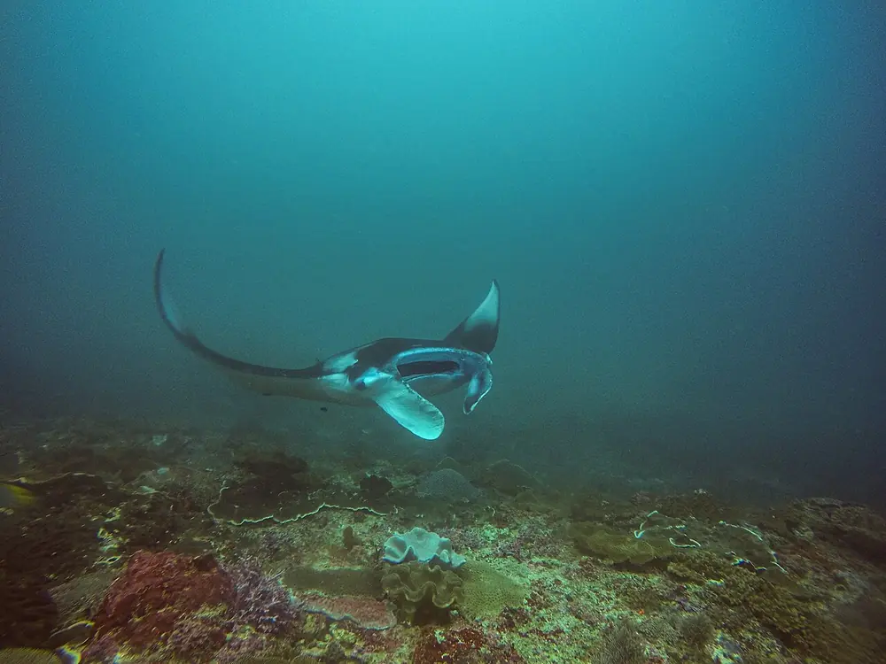 Snorkelling with manta rays — Manta Bay en bateau, While you're in Jungut Batu Lembongan