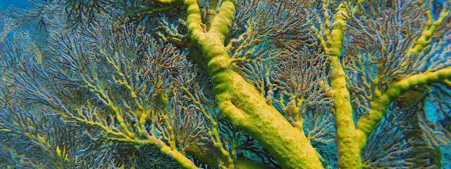 Snorkelling over the Japanese wreck, 5 minutes from your door