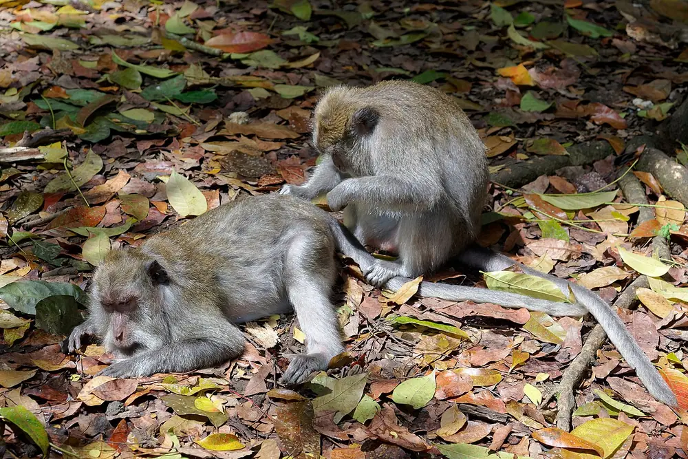 Cooler up there — a light jacket is enough — Ubud, While you're in Nelayan