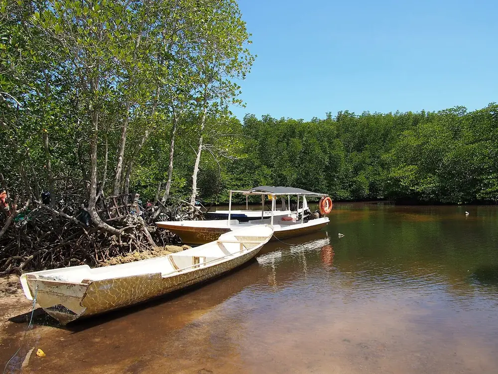 Drift through the mangrove by boat — Mangrove, While you're in Nusa Lembongan