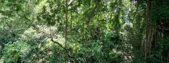 Ubud's Monkey Forest seen from the Nyuh Kuning side