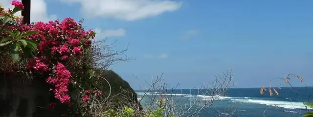 The giant hollow bunut tree at Manggissari, 20 minutes by scooter