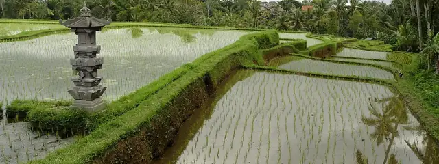Campuhan Ridge Walk, the iconic ridgeline path starting in Penestanan, Ubud