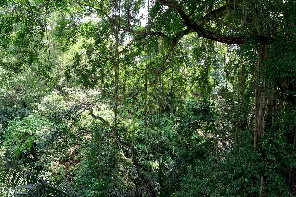 The Pengosekan-side parking is quieter — Forêt des Singes d'Ubud, While you're in Pengosekan