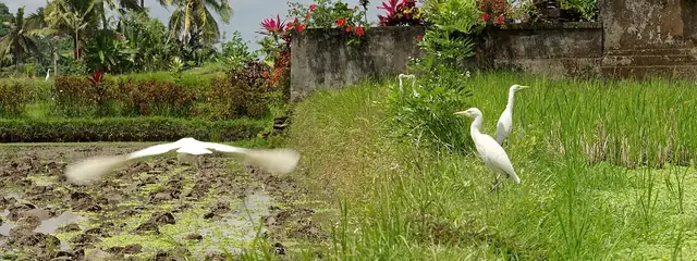 Thousands of white kokokan herons returning to Petulu at sunset