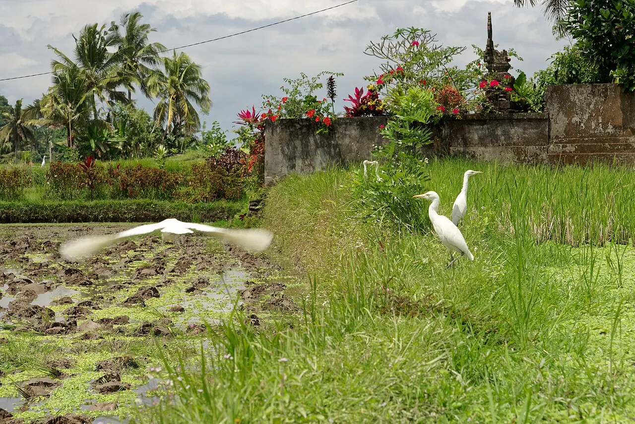 Thousands of white kokokan herons returning to Petulu at sunset