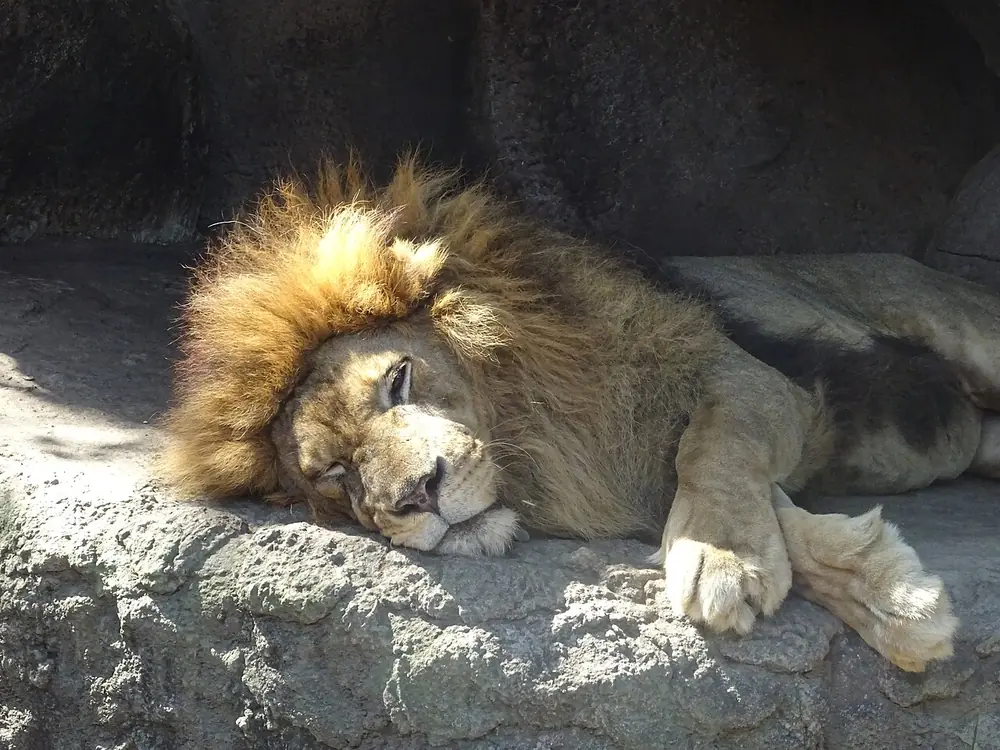 The night safari is something else — do it if you can — Bali Safari & Marine Park, While you're in Saba
