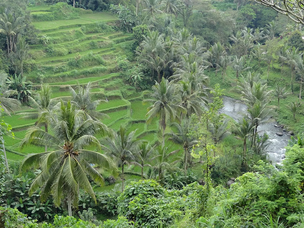 The Ayung River valley in Sayan, Ubud's rafting starting point