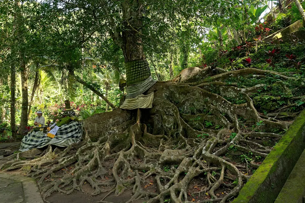 The cave is small but the gardens are gorgeous — Goa Gajah, While you're in Sayan