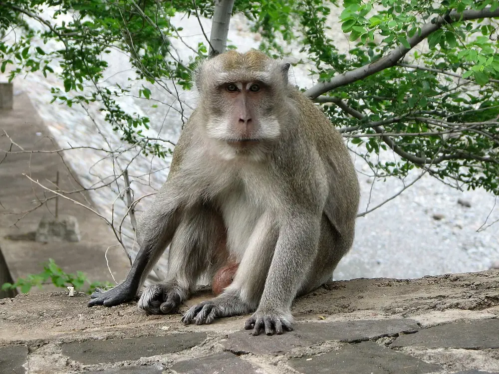 A roadside temple crawling with monkeys — Pura Pulaki, While you're in Seririt