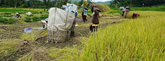 Sidemen valley rice terraces with Mount Agung behind, 10 minutes by scooter