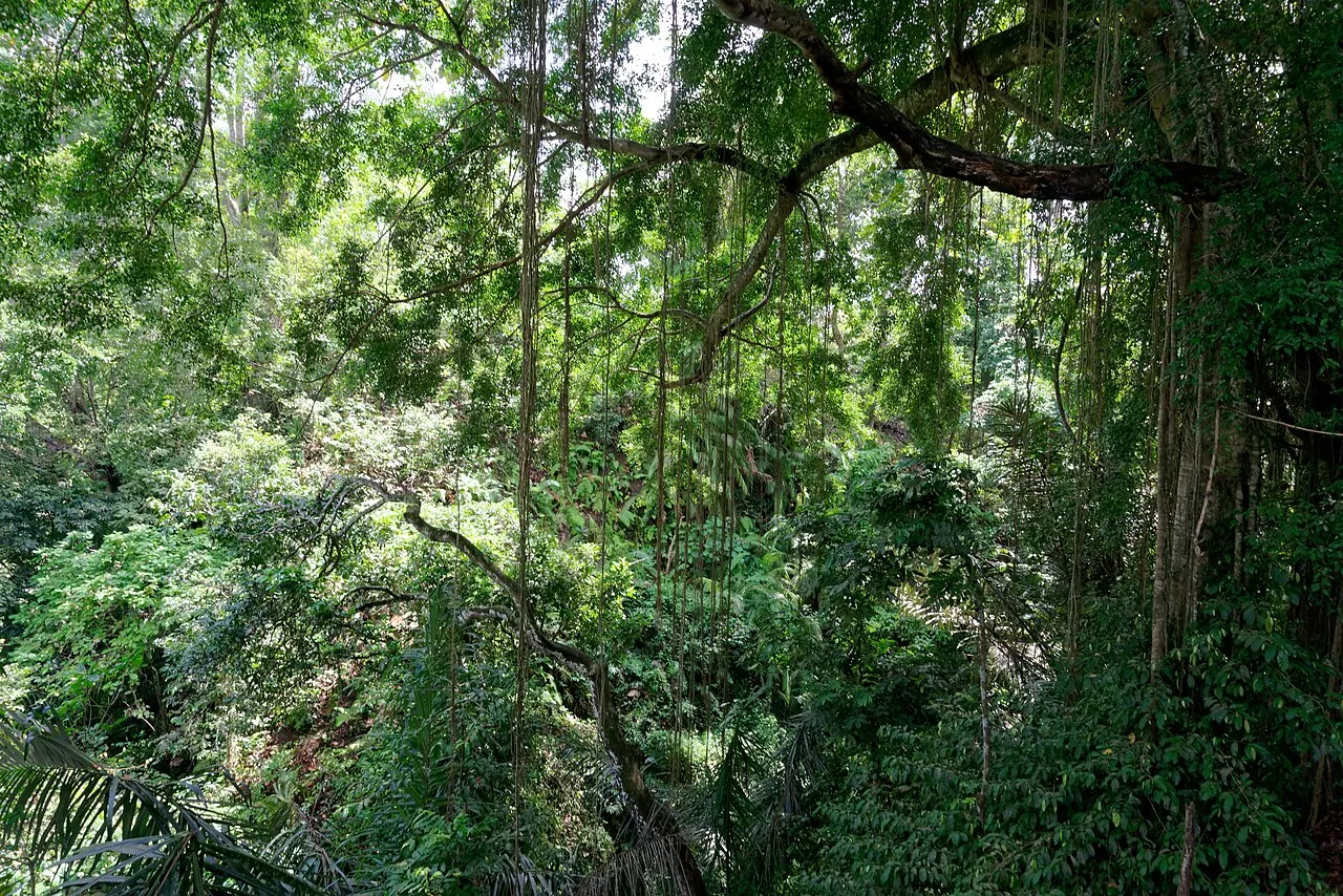 Ubud's Monkey Forest, 10 minutes from Singakerta by scooter