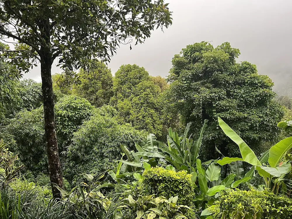 The climb is worth it, coffee plantations all the way — Munduk, While you're in Singaraja