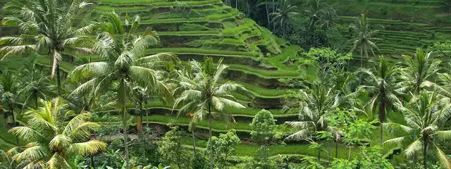 Ceking rice terraces in Tegallalang, 5 minutes from the village by scooter