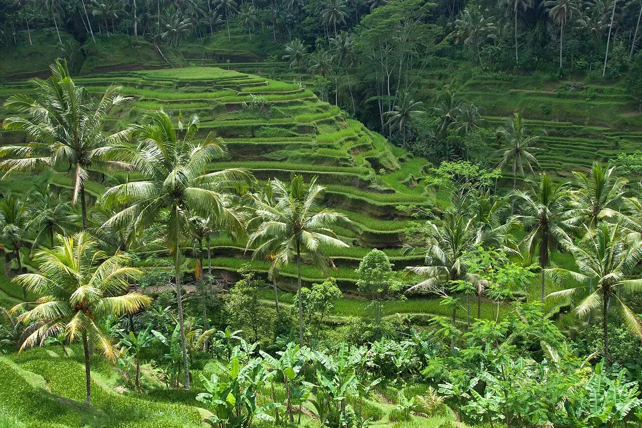 Ceking rice terraces in Tegallalang, 5 minutes from the village by scooter